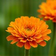 Vibrant orange calendula flowers