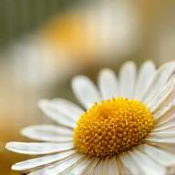 Close-up of dried chamomile flowers