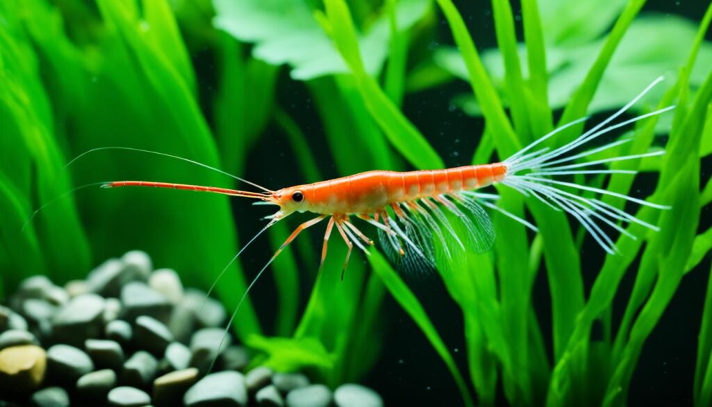 Amano shrimp