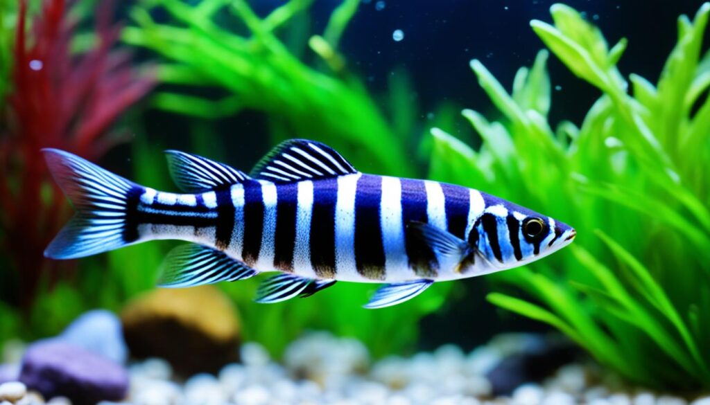 Zebra Danio Image